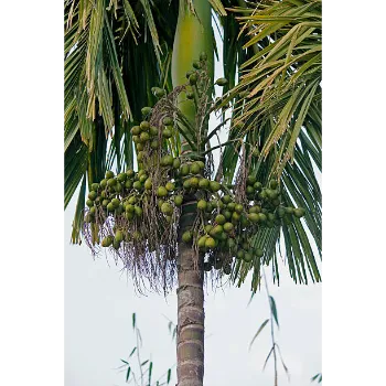 Natural Areca Palm Plant